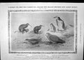 Antique Old Print Vanishing New Zealand Birds Labour War Belfast Dockers 1907