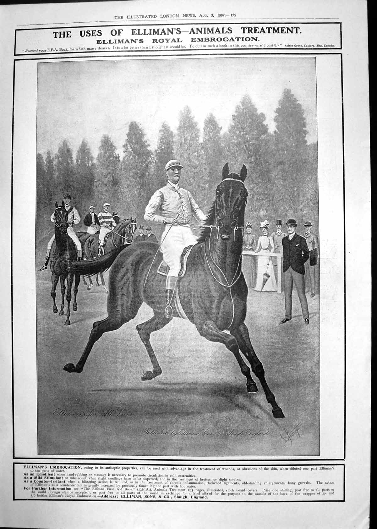 Old Print Ellimans Royal Embrocation Kings Chauffeur Oliver Stanton 1907 20th