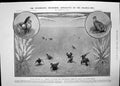 Antique Old Print Prairie Hen Tympanuchus Americana Pneumatic Saw-Mill 1907