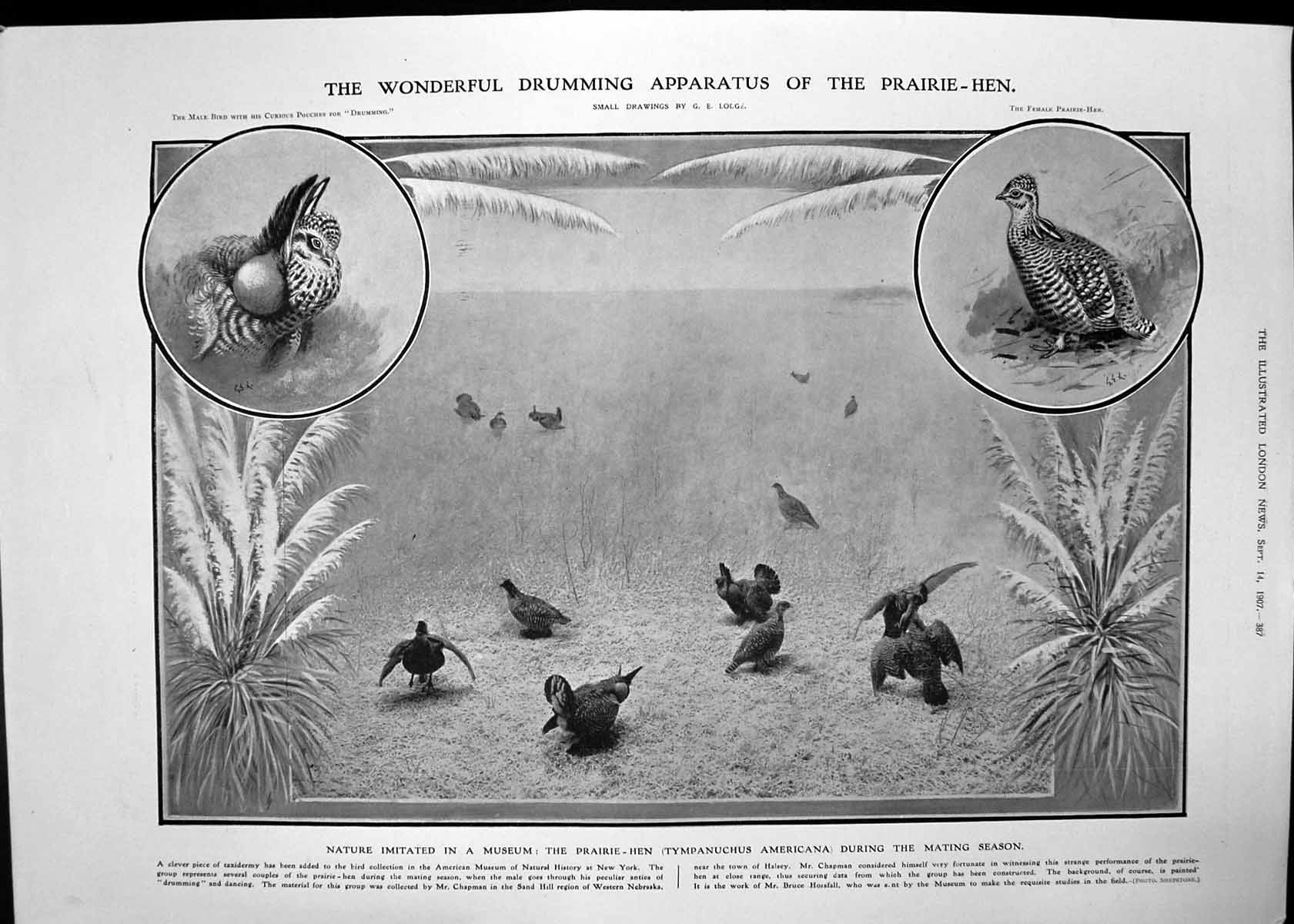 Antique Old Print Prairie Hen Tympanuchus Americana Pneumatic Saw-Mill 1907