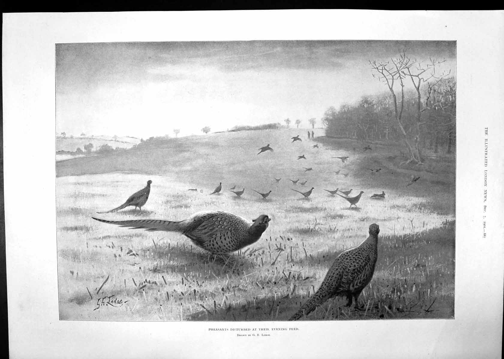 Antique Old Print Pheasants Empire Hotel Bath Gsmiths Silversmiths Co 1901 20th
