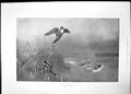Antique Old Print Hawk Wild Duck Reformation Festival Play Berlin Luther 1901