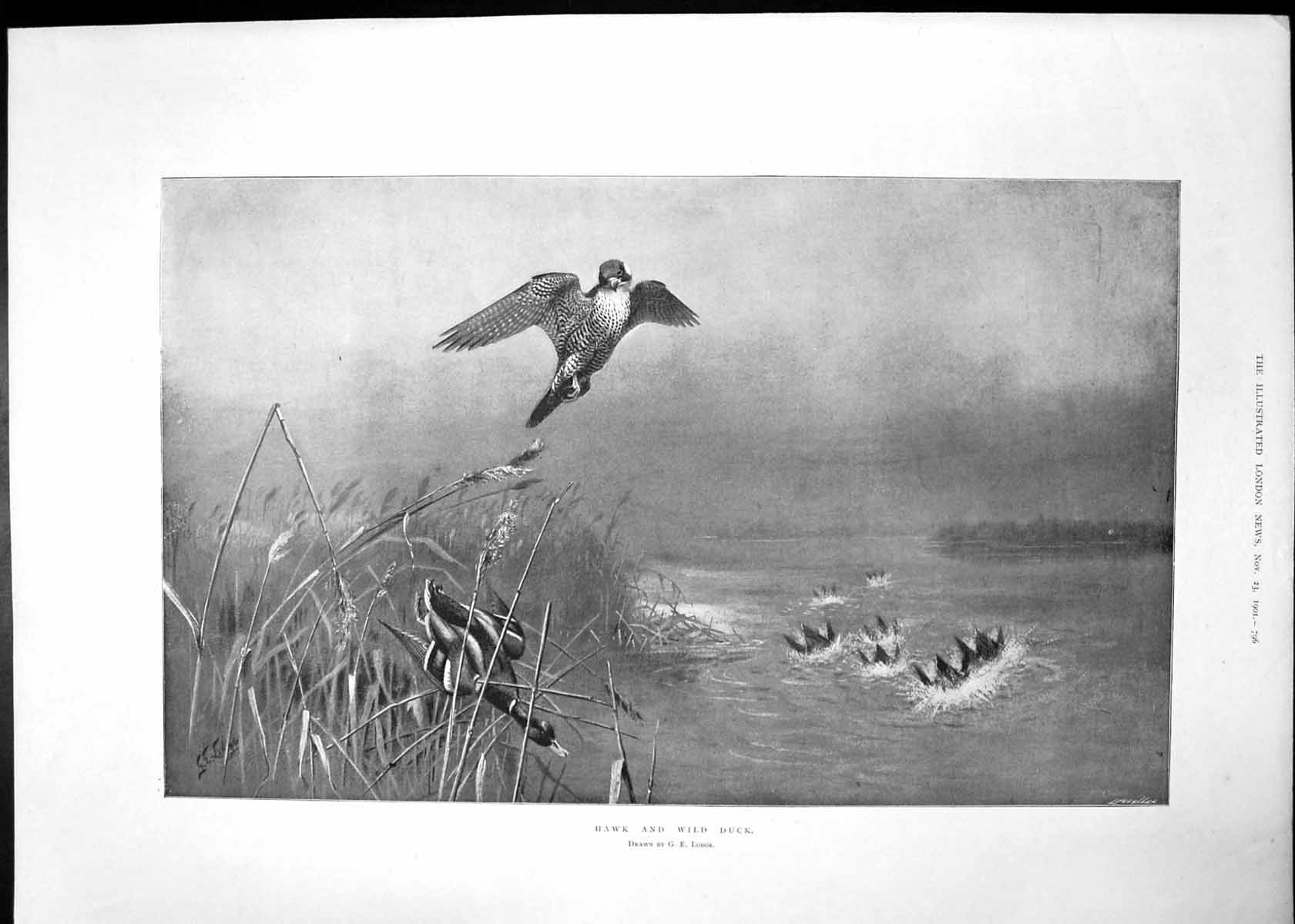 Antique Old Print Hawk Wild Duck Reformation Festival Play Berlin Luther 1901