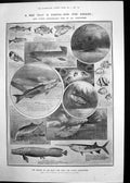 Antique Old Print Fish American Bowfin Royal Society Medals PrWa Tilden 1908