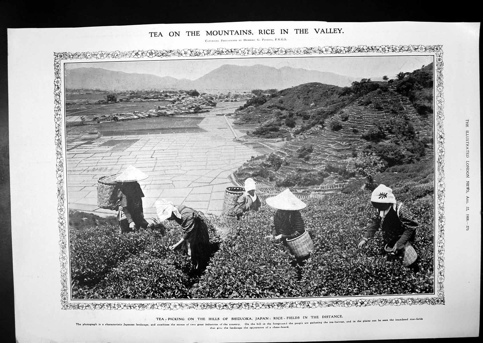 Old Tea-Picking Shizuoka Japan Rice King Kaisers Cronberg Ischl 1908 20th
