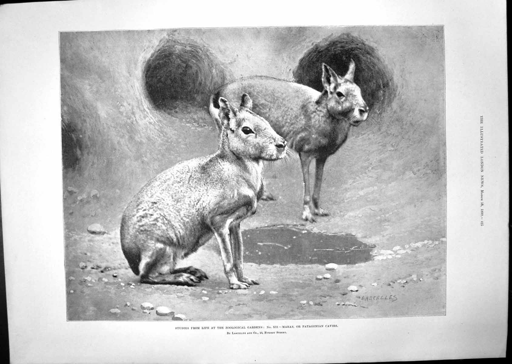 Old Maras Patagonian Cavies Study Medical School Middlesex Hospital