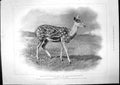 Old Female Chital Indian Spotted Deer Study House Dress Tea-Gown 1899 Victorian