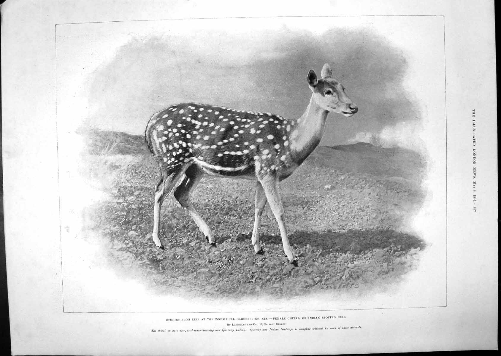Old Female Chital Indian Spotted Deer Study House Dress Tea-Gown 1899 Victorian