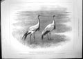 Old Demoiselle Crane Ladies Page Valentia Shirt Mantle Light Cloth 18 Victorian