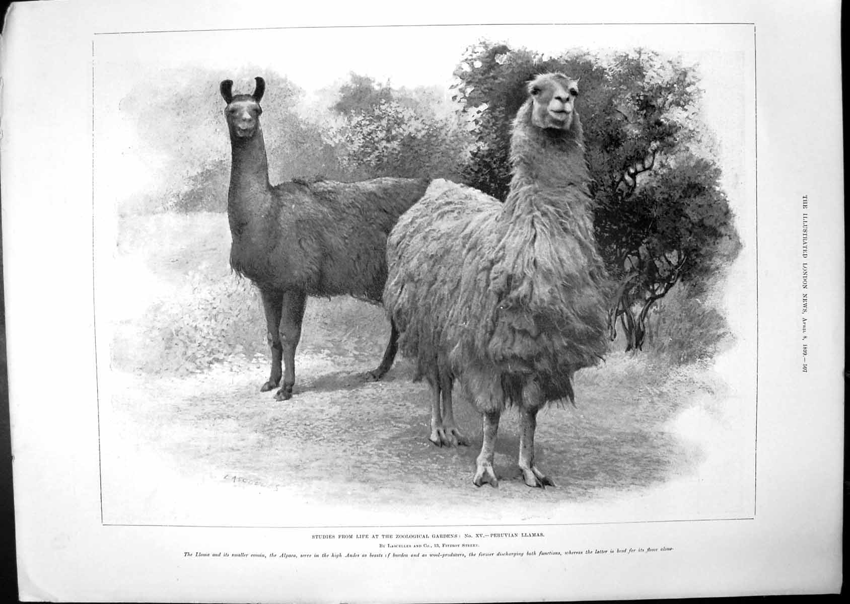 Old Peruvian Llamas Zoo Study Ladies Tailor Made Gown Simple Smart 18 Victorian