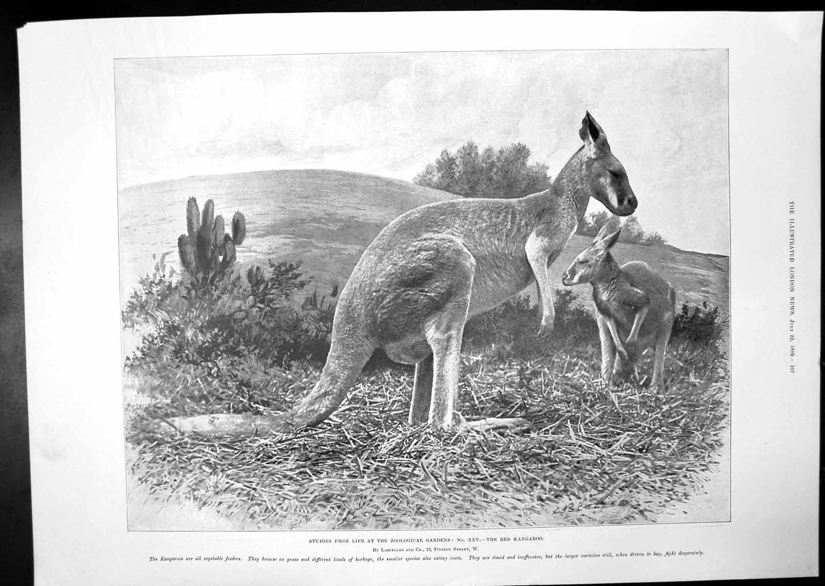 Old Red Kangaroo Zoological Study Fruit Gathering Families Baskets 18 Victorian