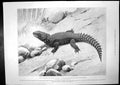 Old Giant Girdle-Tail Lizard S. Africa Battlehips Cruisers Liberty Bo