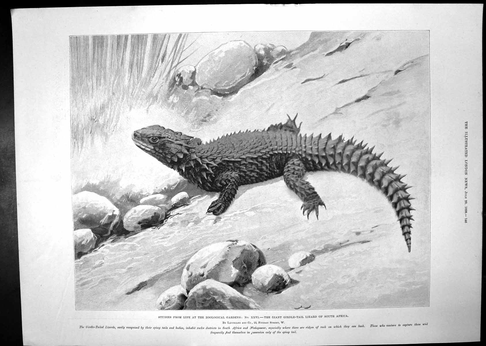 Old Giant Girdle-Tail Lizard S. Africa Battlehips Cruisers Liberty Bo