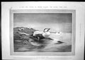 Old Pacific Eider Duck Menelik In Full State Dress Abyssinian Emperor