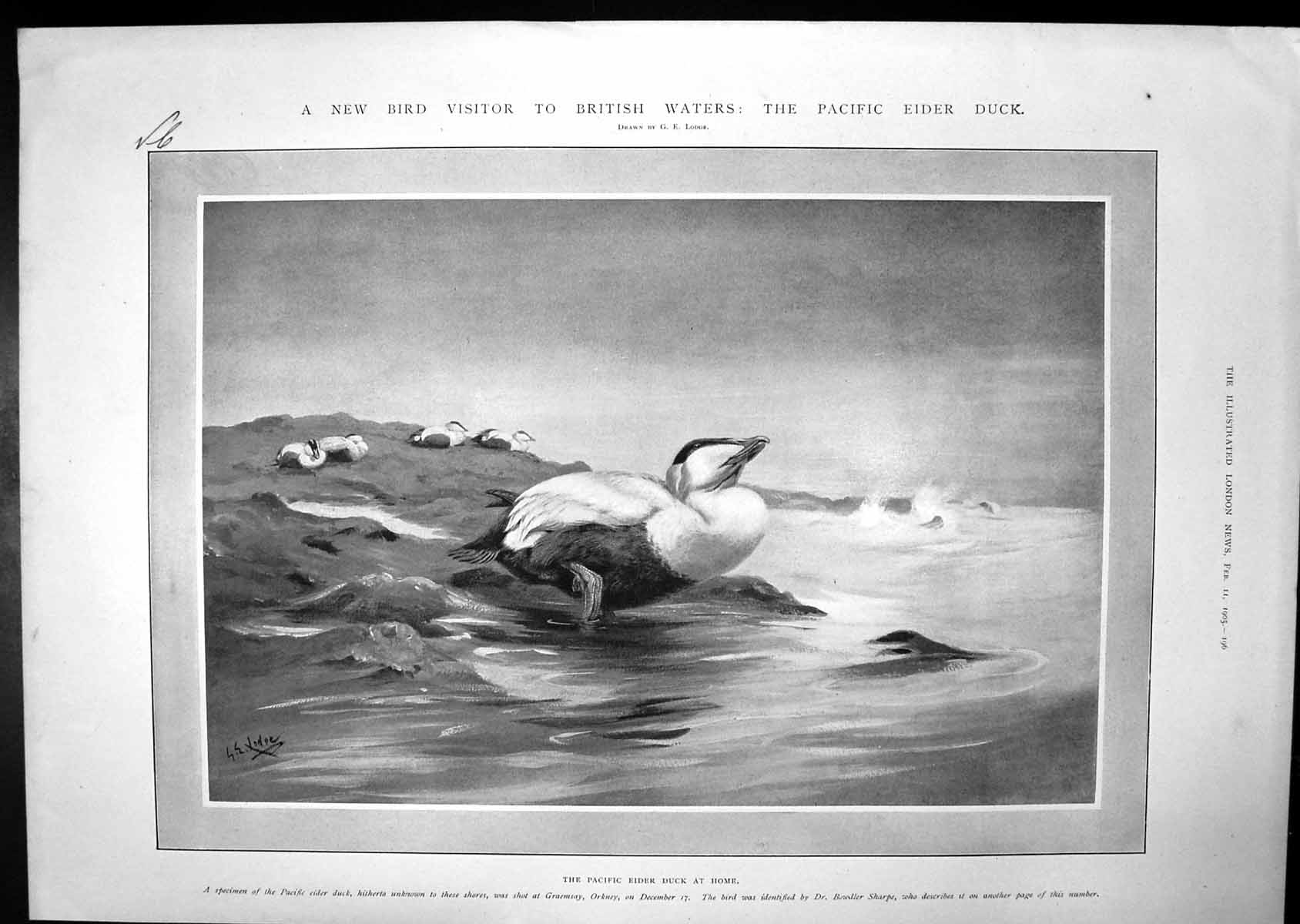 Old Pacific Eider Duck Menelik In Full State Dress Abyssinian Emperor