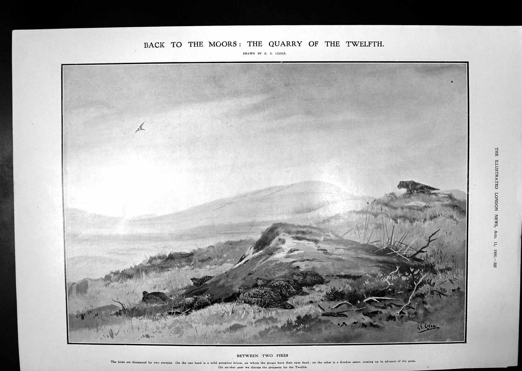 Old Grouse Between Peregrine Gun Dog Holiday Schools Nature Study 190 20th
