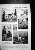 Old Pet Portraits Wall Decoration Maud Earl First Spinning Frame 1923 20th