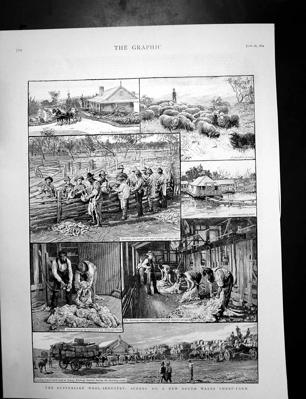 Antique Old Print Sheep Farm Australia Wool Late Sultan Morocco M Hassan 1894