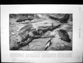 Antique Old Print Dead Angoni Warrior Harry Johnston Yao Atonga Native 1895