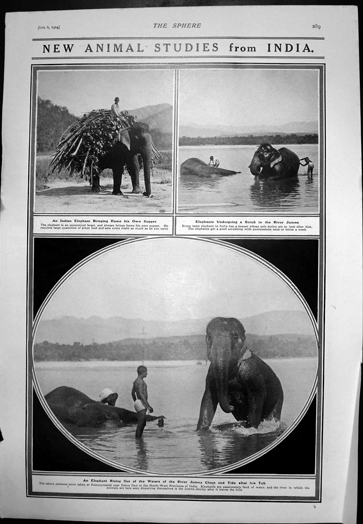 Antique Old Print Working Elephants India Cricket Season Kilner Denton 1914