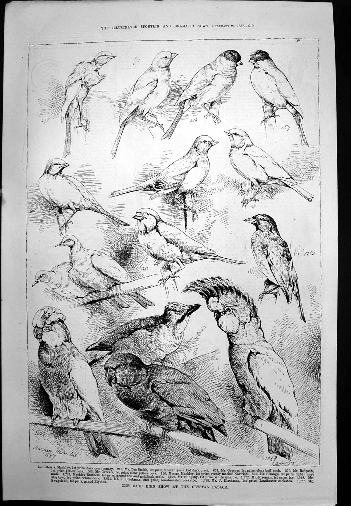 Antique Print Cage Bird Show Crystal Palace Annotated Caricatured Play 1887