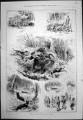 Antique Old Print Sport In France Wild Boar And Wolf Caricatures Theatre 1889