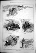 Antique Old Print Blackcock Shooting Stalking Captious Critic Swimming 1887