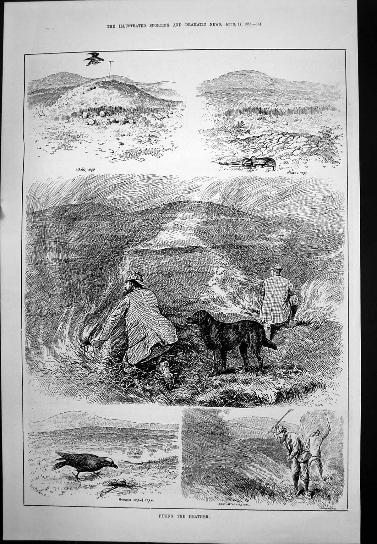 Antique Old Print Firing Heather Hawk Weasel Hooded Crow Traps Theatre 1886