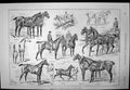 Antique Old Print Newmarket Hacks Harness Horses Dog Show Crystal Palace 1891