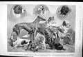 Old Antique Print Kennel Club Show Crystal Palace Dogs Challenge Cup 1893 19th
