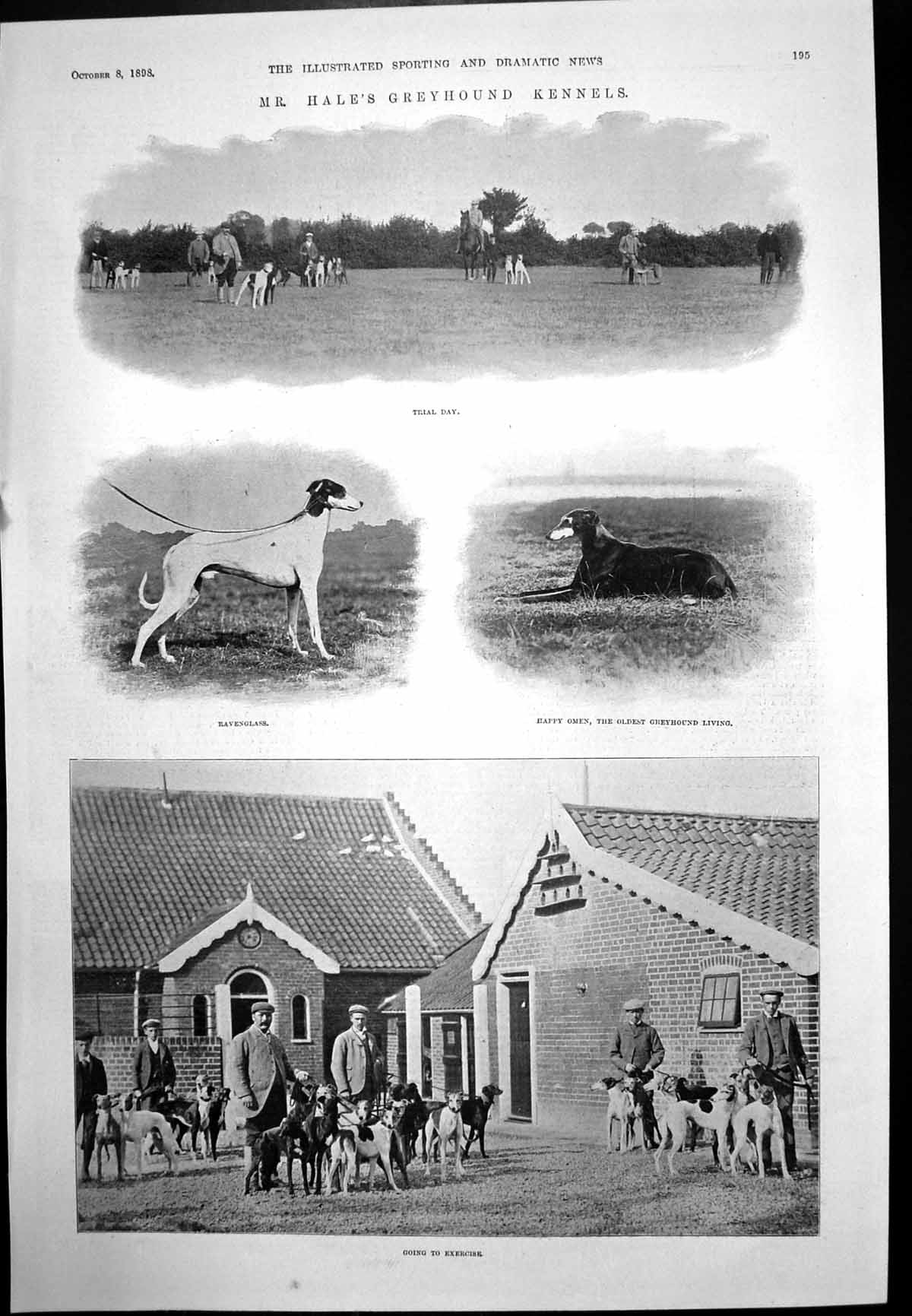 Antique Print Mr Hale'S Greyhound Kennels Dogs Mr James Creed Meredith 1898