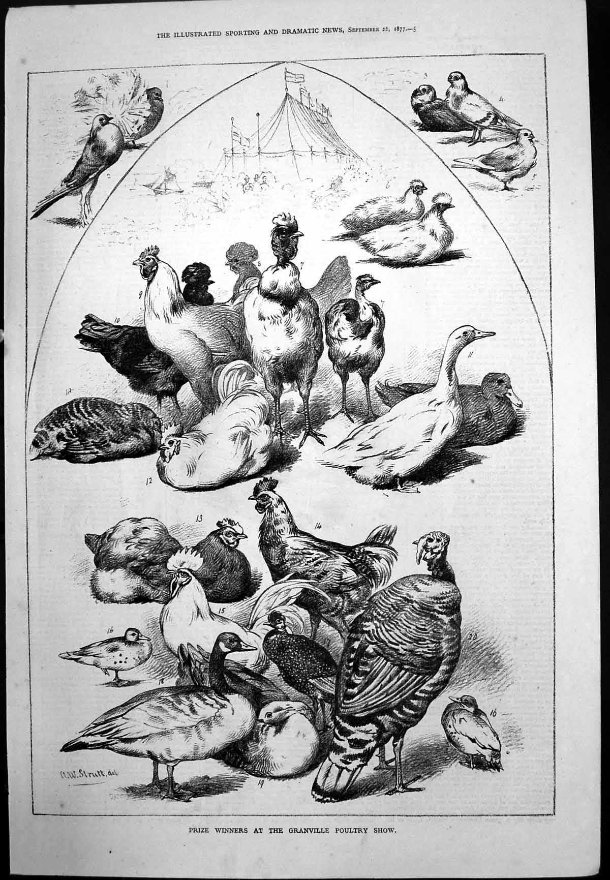 Old Print Prizewinners Granville Poultry Show John Singleton Jockey 1877 19th