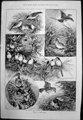 Antique Old Print Birds And Their Nests Blackcaps Wrens Sarah Bernhardt 1887
