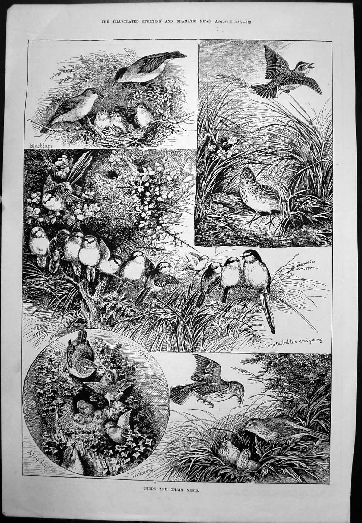 Antique Old Print Birds And Their Nests Blackcaps Wrens Sarah Bernhardt 1887