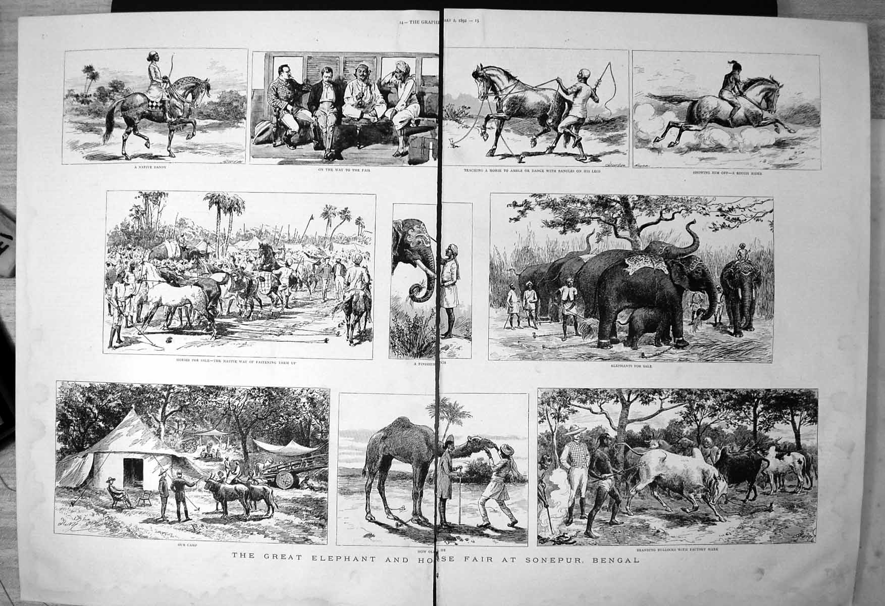 Old Elephant Horse Fair Sonepur Bengal Branding Bullocks 1892 Damaged Victorian