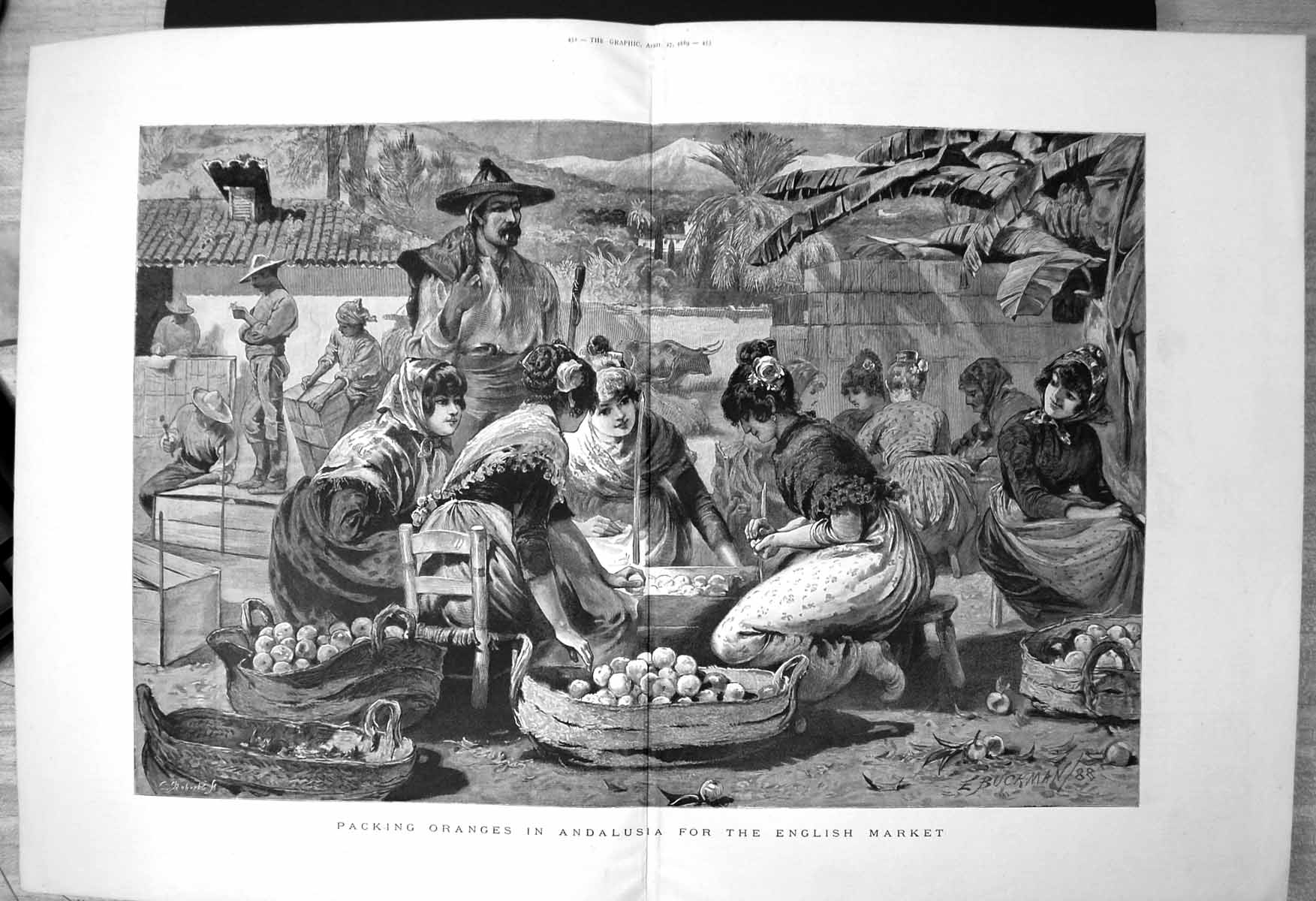 Old Packing Oranges Andalusia For English Market Workers Baskets 1889 Victorian