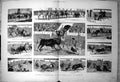 Antique Print Bull Ring Madrid Bulls Corrido Picador Charge Banderillo 1881