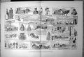 Old Sledge Journey Across Siberia Sledge Freight Furs Stove Fish 1888 Victorian