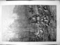 Antique Print A Likely Draw Heywood Hardy Hounds Following Scent Trees 1898
