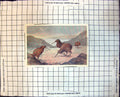 Old Aptoryx (Kiwi-Kiwi) Small Group Feeding Moonlight Shore 1904 105J 20th
