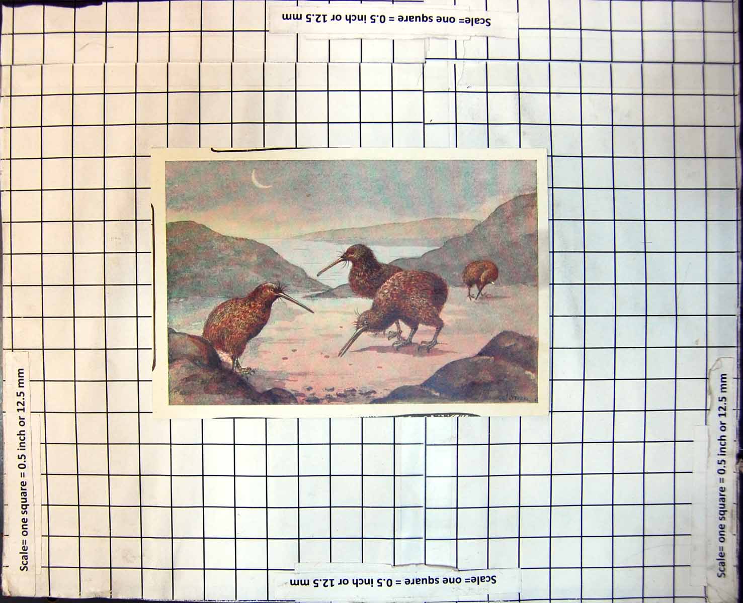 Old Aptoryx (Kiwi-Kiwi) Small Group Feeding Moonlight Shore 1904 105J 20th