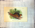 Old Print Common Ring-Tailed Phalanger Australia Branch Foliage 1896 107J 19th