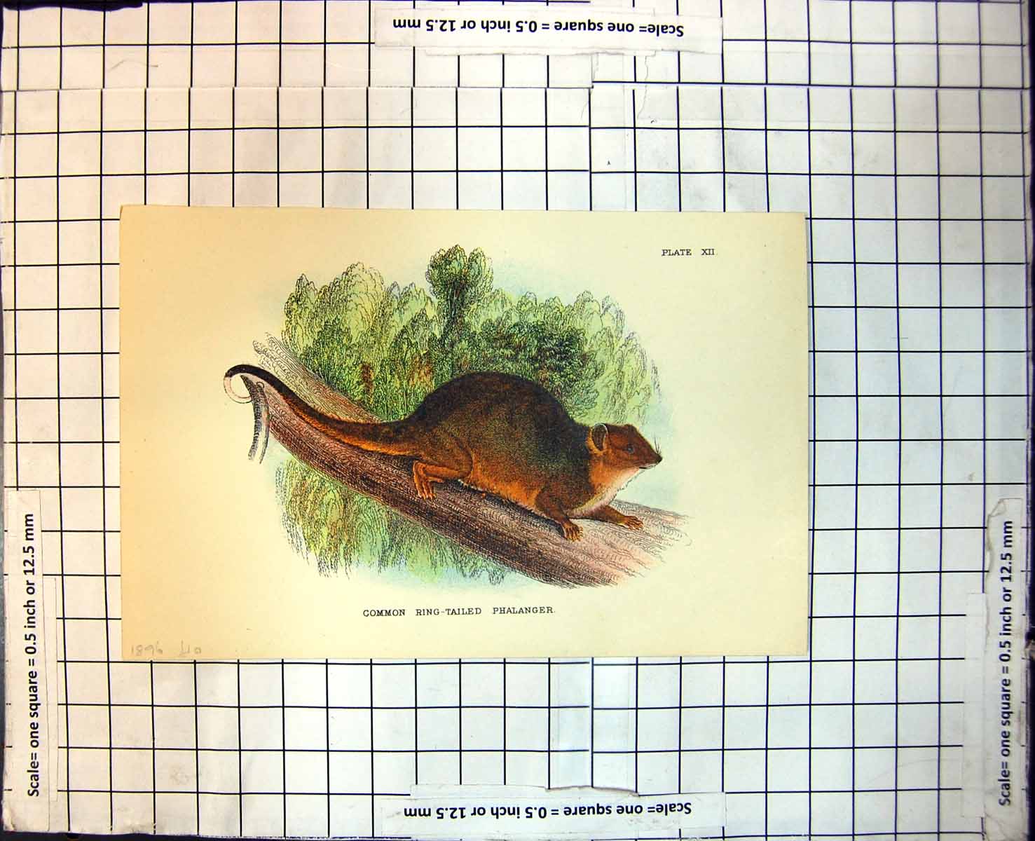 Old Print Common Ring-Tailed Phalanger Australia Branch Foliage 1896 107J 19th