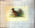 Old Print Dama Wallaby Australia Pale Front Local Foliage Plants 1896 109J 19th