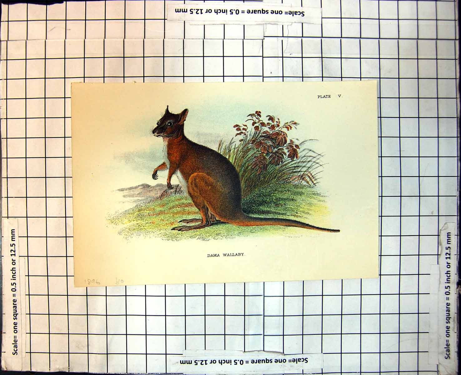 Old Print Dama Wallaby Australia Pale Front Local Foliage Plants 1896 109J 19th