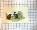 Old Brush-Tailed Rock Wallaby Australia Colour Study Foliage 1896 110J Victorian