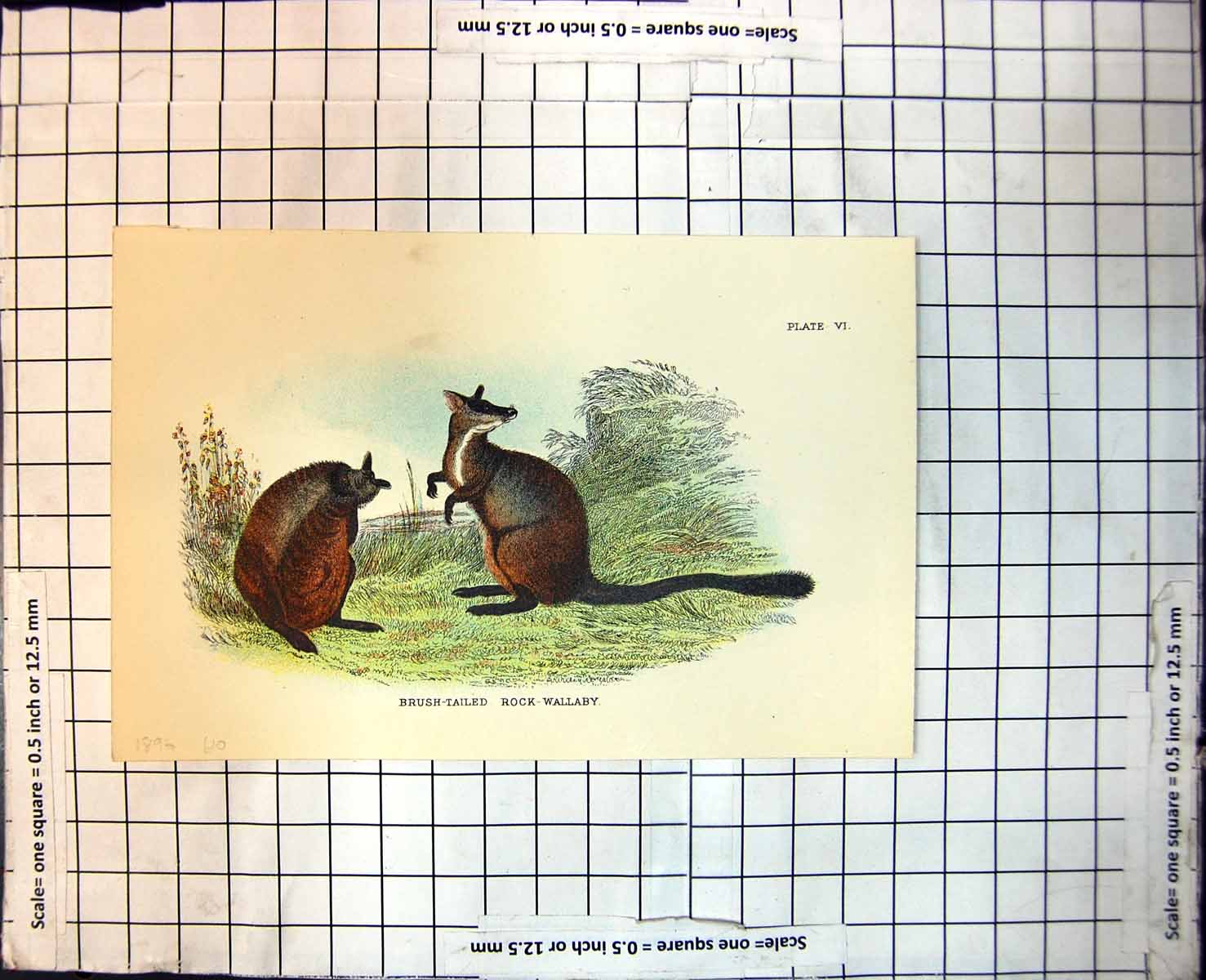Old Brush-Tailed Rock Wallaby Australia Colour Study Foliage 1896 110J Victorian