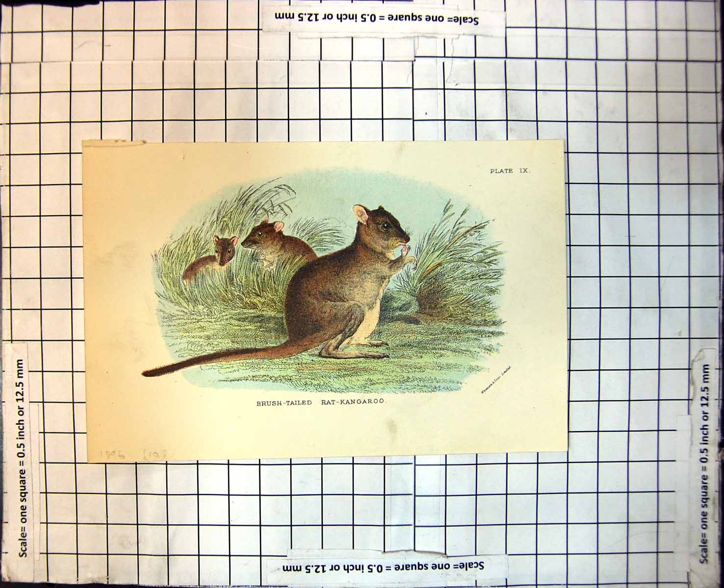 Antique Print Brush-Tailed Rat-Kangaroo Australia Grooming Foliage 1896 111J