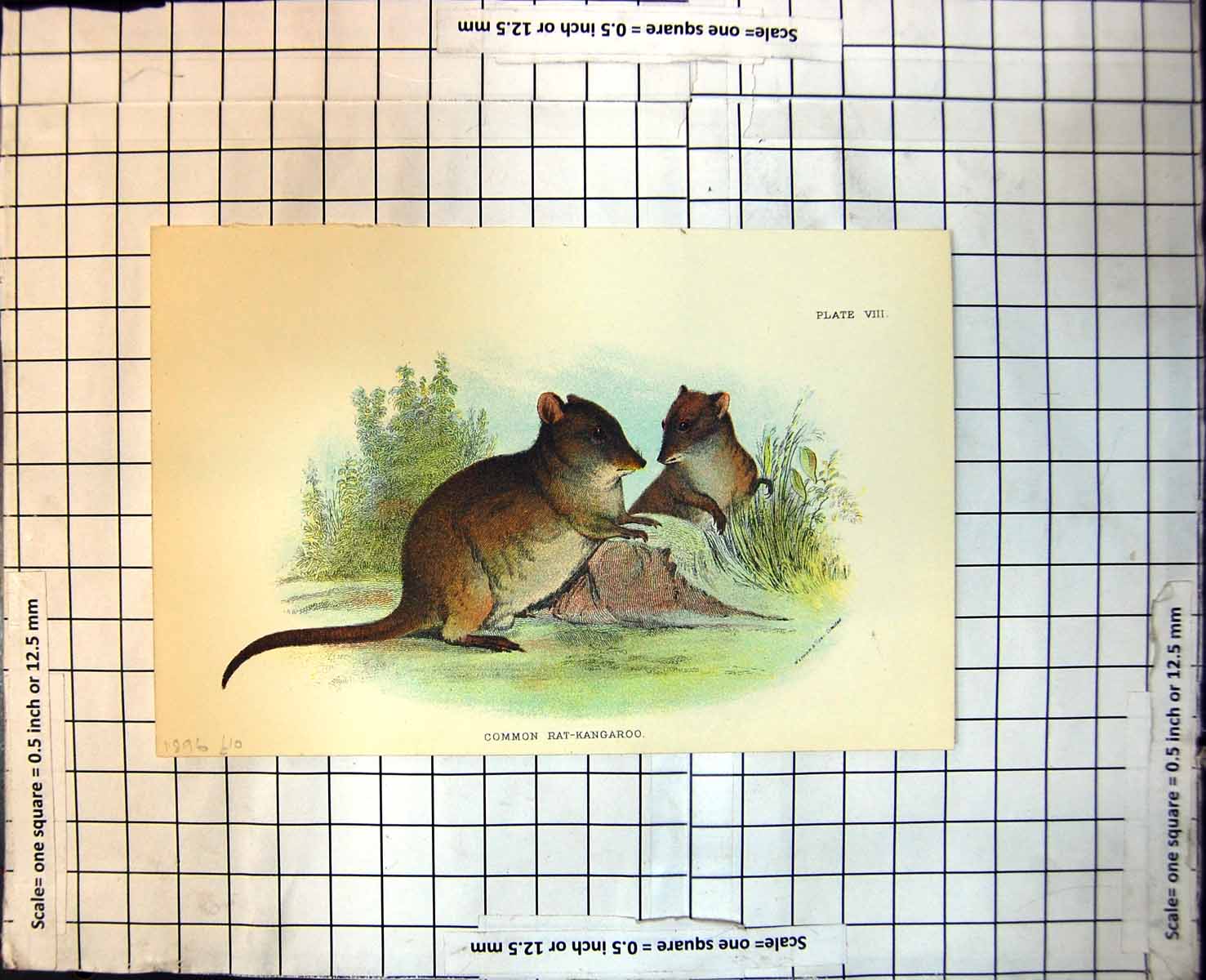 Old Common Rat-Kangaroo Australia Rock Foliage Colour Study 1896 112J Victorian