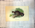 Antique Print Common Phalanger Australia Decending Branch Foliage 1896 113J 19th